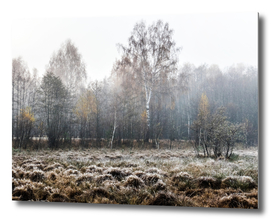 Autumn birch forest in fog