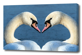 Heart-shaped swans