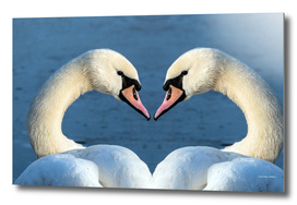 Heart-shaped swans