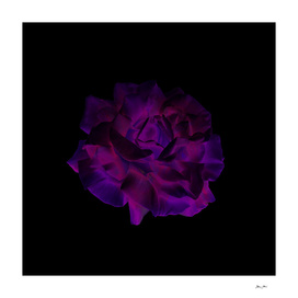 Ultra Violet Velvet Rose loves Black