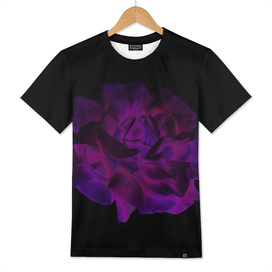 Ultra Violet Velvet Rose loves Black