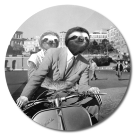 Sloth in Roman Holiday