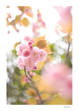 Double cherry blossom