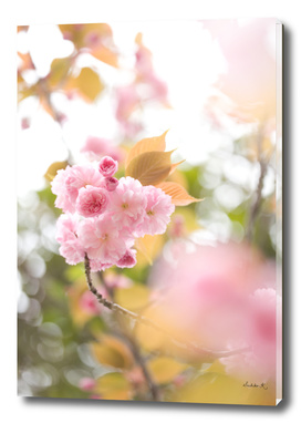 Double cherry blossom