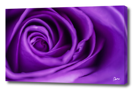 ultraviolet rose
