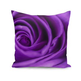 ultraviolet rose
