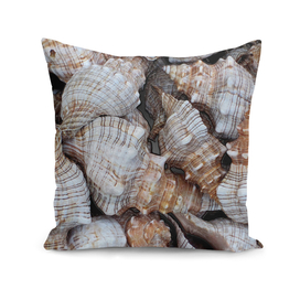 Seashells. Texture.