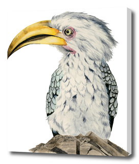 Yellow-Billed Hornbill Watercolor Painting