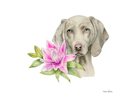 "Innocence" | Weimaraner and Lily Watercolor Painting