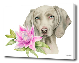 "Innocence" | Weimaraner and Lily Watercolor Painting