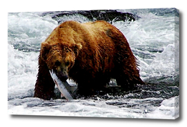 A Grizzly Bear in the water