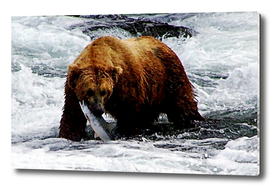 A Grizzly Bear in the water