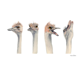 Drama Queen | Ostrich Watercolor Painting
