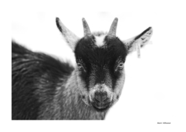 Baby goat 3