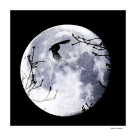 Bird & the moon