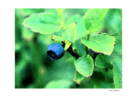 Blueberry 1