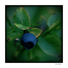 Blueberry 7