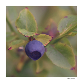 Blueberry 8
