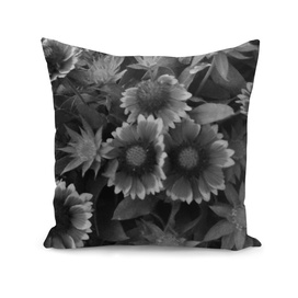 DAISIES IN BLACK AND WHITE