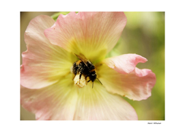 Bumblebee 2