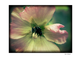 Bumblebee 3