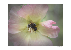 Bumblebee 4