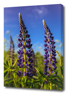 Purple lupines in a Sunny day