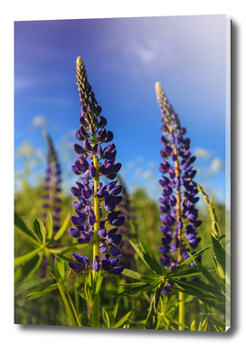 Purple lupines in a Sunny day