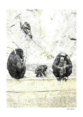Chimpanzee 12