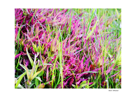 Flowery grass