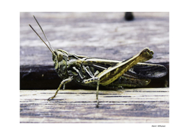 Grasshopper 2