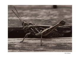 Grasshopper 3