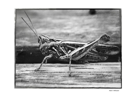 Grasshopper 4