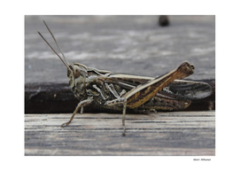 Grasshopper 5
