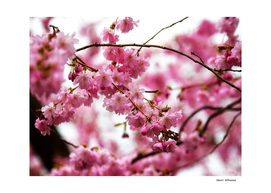 Japanese Cherry Blossoms 1