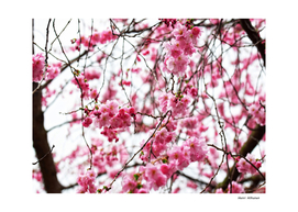 Japanese cherry blossoms 3