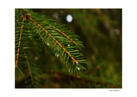 Spruce Needle 4