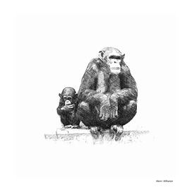 Chimpanzee 24