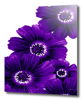 Floral Violet