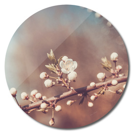 White Cherry Flowers Branch Spring Day