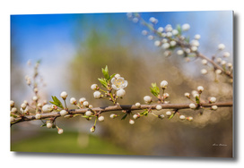 White Cherry Flowers Branch Spring Sunny Day