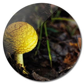 Mushroom Magic 2