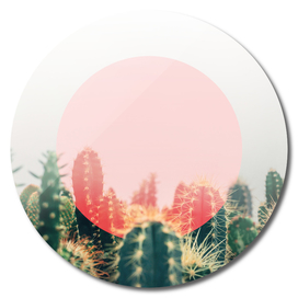 cactus with circle