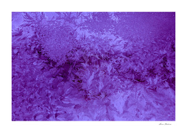Abstraction Photography Frost Texture Violet Color