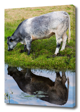 Cattle in reflection