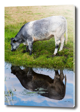 Cattle in reflection