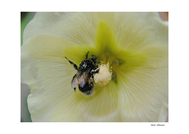 Bumblebee 7