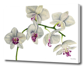 Orchid Watercolor Painting