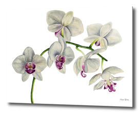 Orchid Watercolor Painting