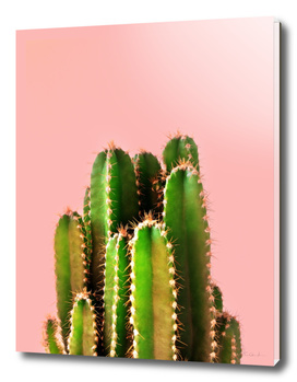Cactus Time